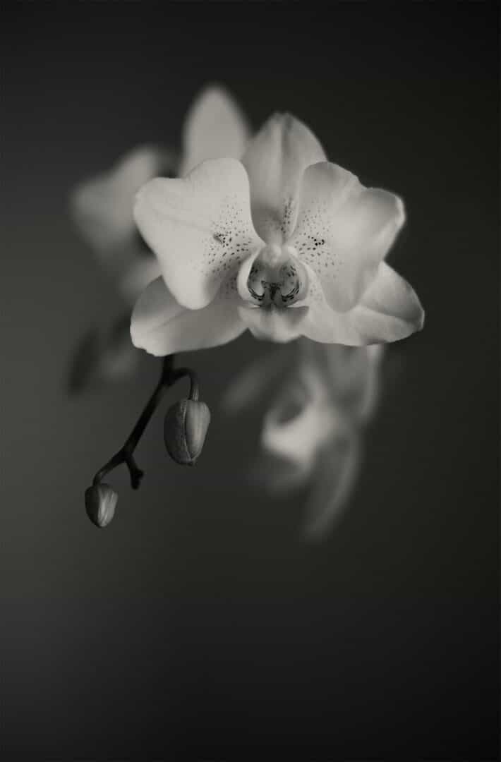 Orchidee in Schwarz-Weiß
